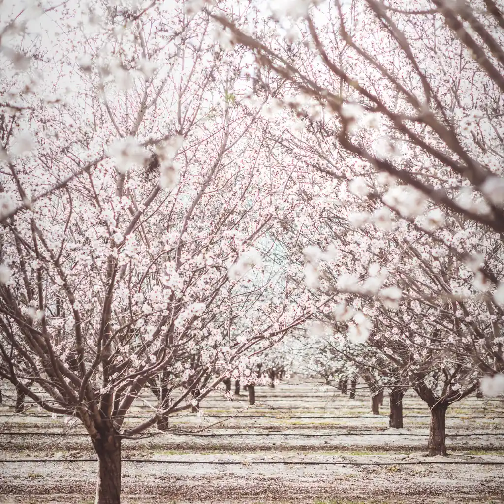 Blooming almond trees stand in evenly spaced orchard rows.