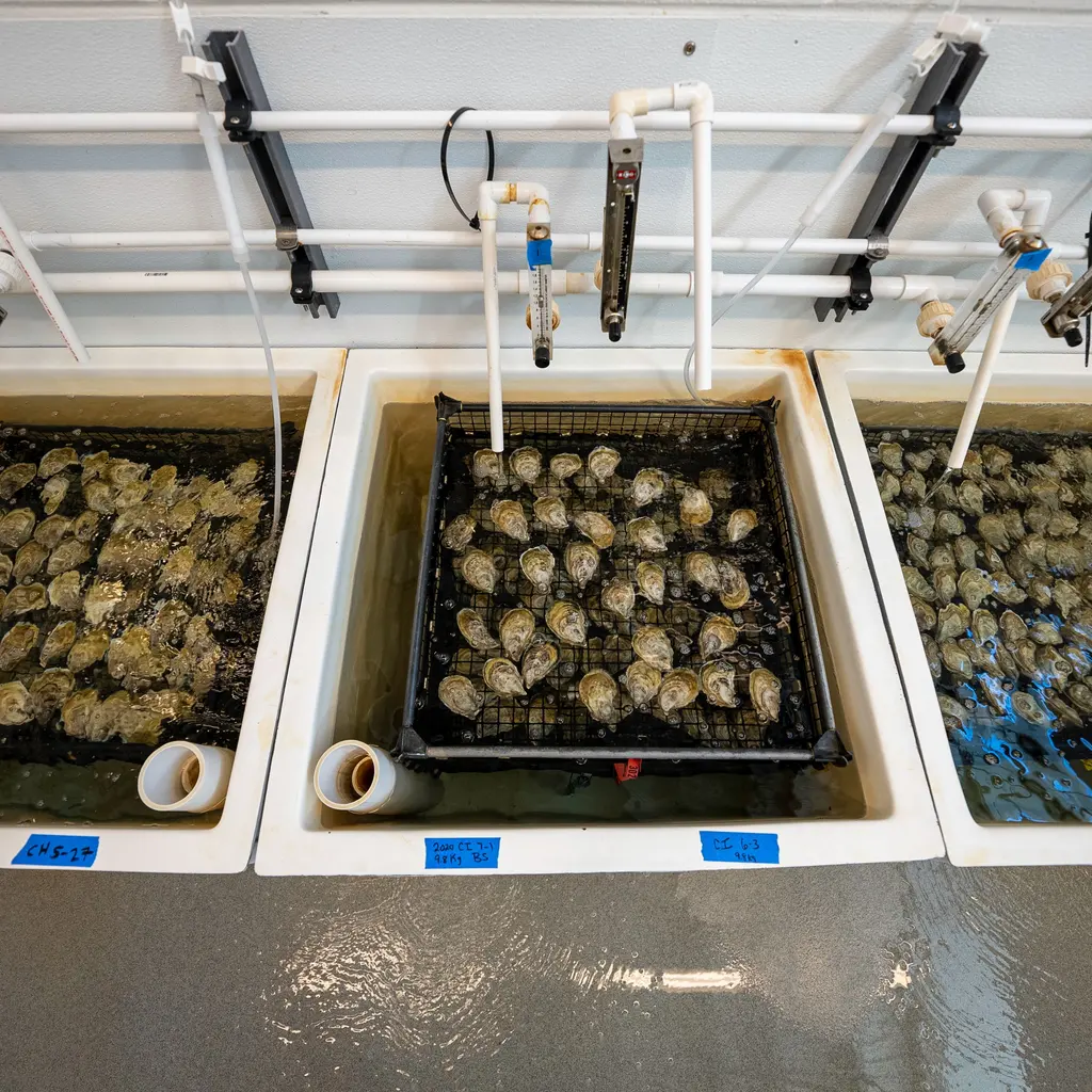 Oysters rest in submerged mesh trays beneath pipes and flow meters in a hatchery.