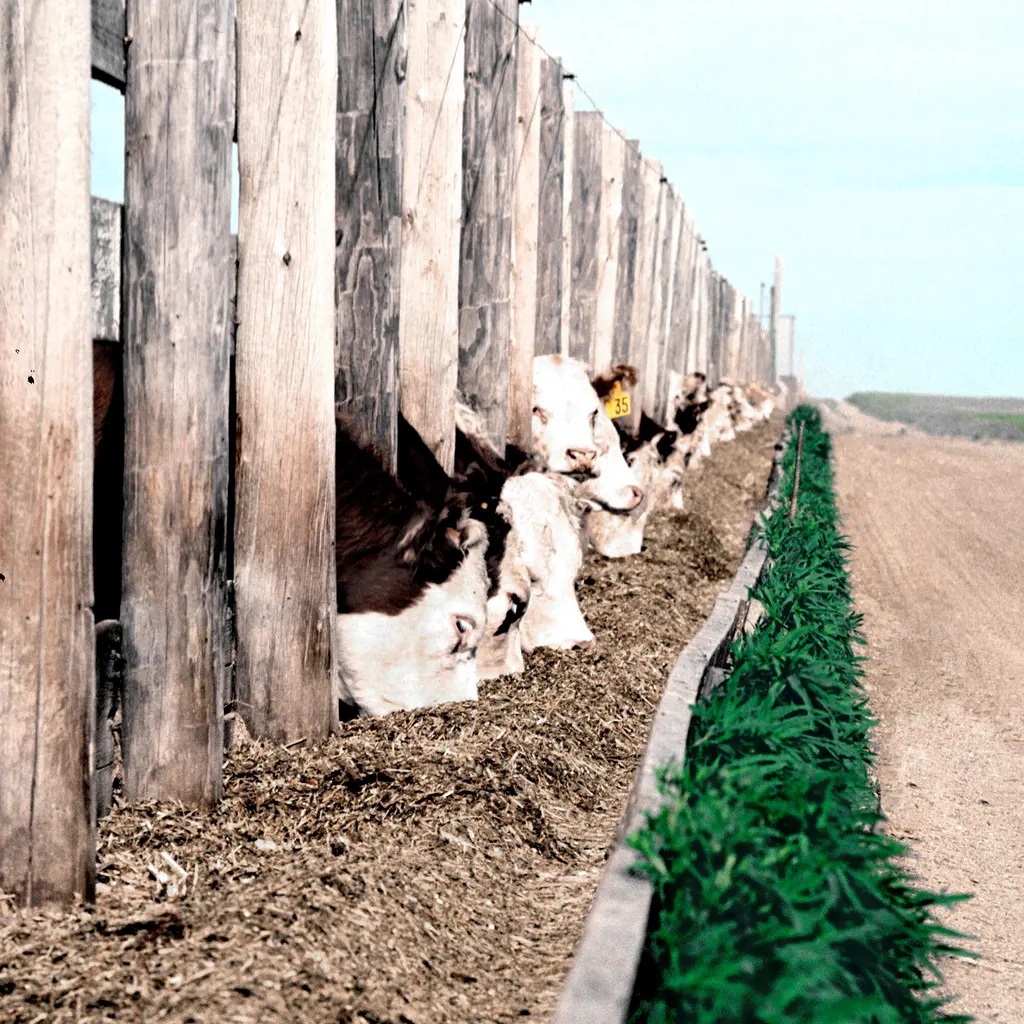 Cattle feeding through a long fence line beside a feedlot lane.