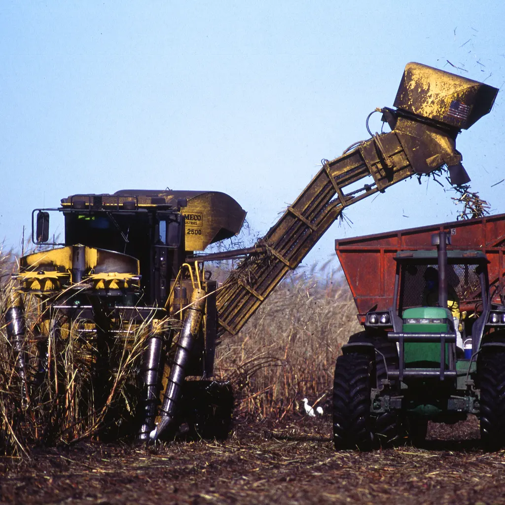 A sugarcane harvester transferring cut cane into a wagon alongside the crop.