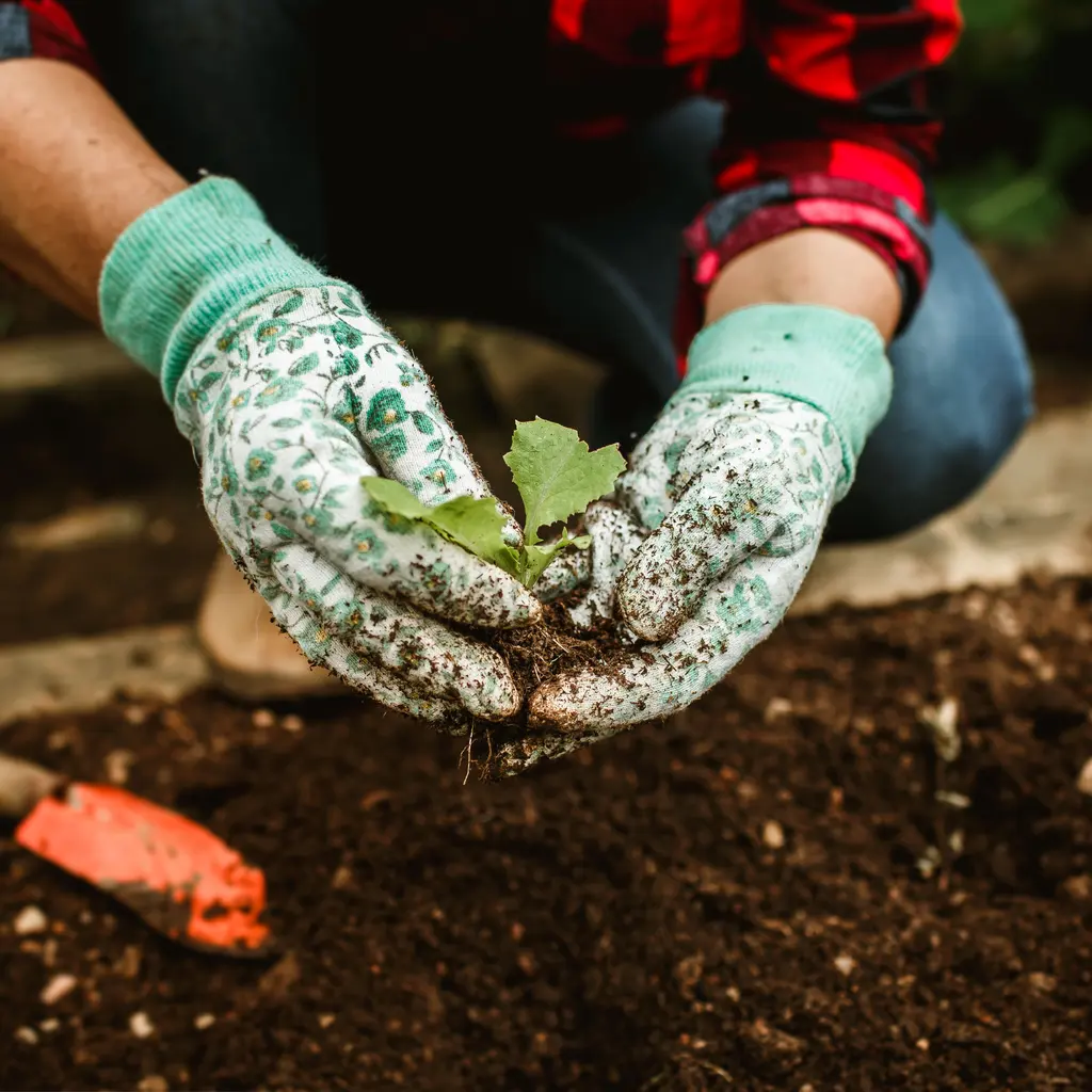 Soil-covered gardening gloves holding a small plant above prepared garden soil.
