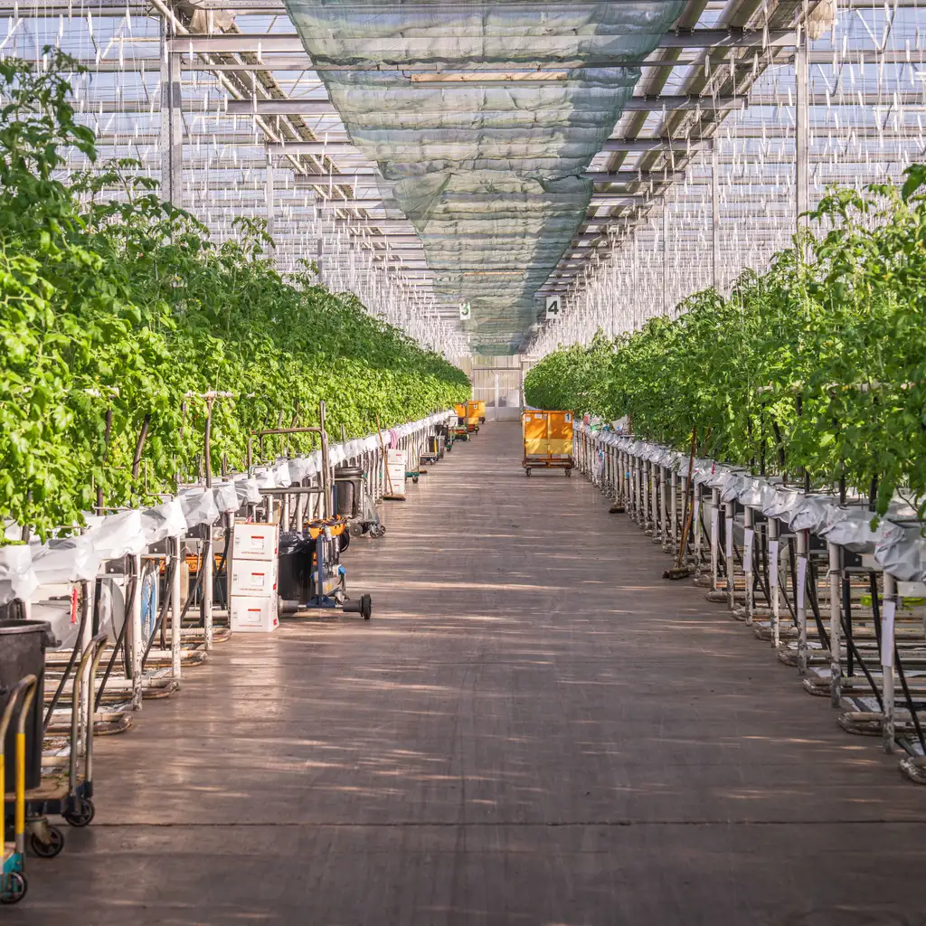 Rows of tomato plants grow beneath a greenhouse roof beside a wide central aisle.
