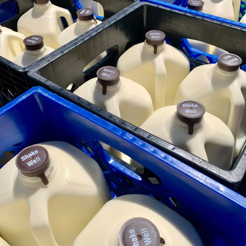 Filled milk jugs stand upright in stacked blue and black transport crates ready for handling.