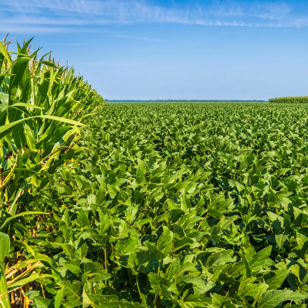 Corn stalks border a soybean field beneath a blue sky.