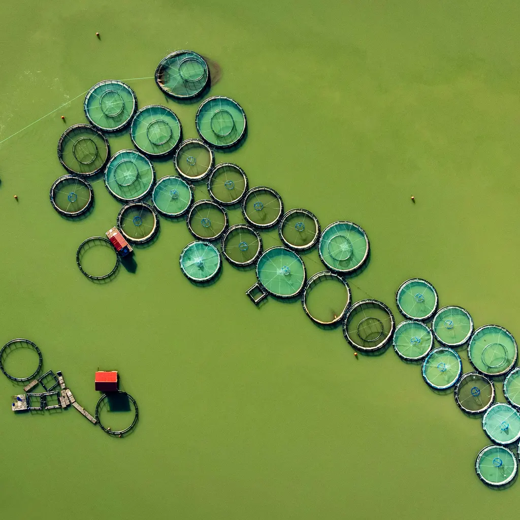 Circular fish-farming net pens form connected groups across green water.