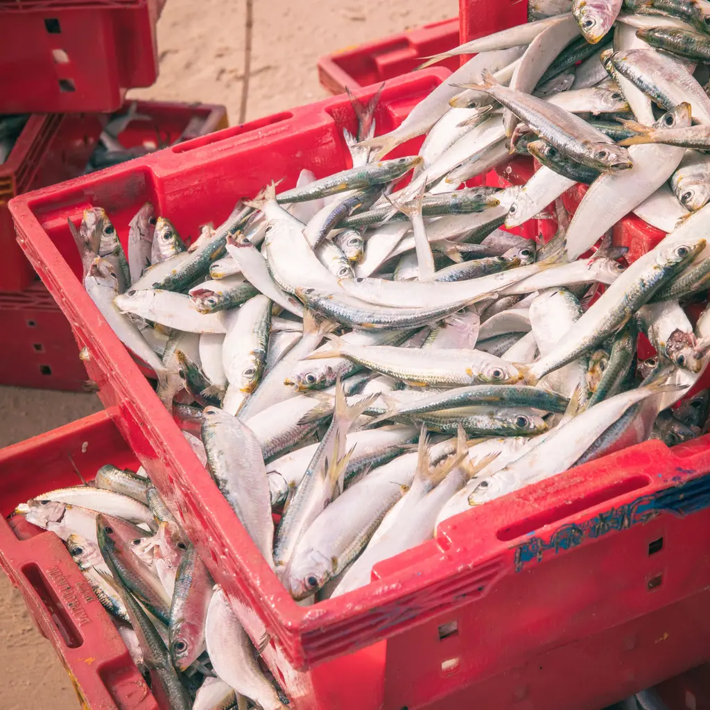 Fresh whole fish stacked in large red transport crates.