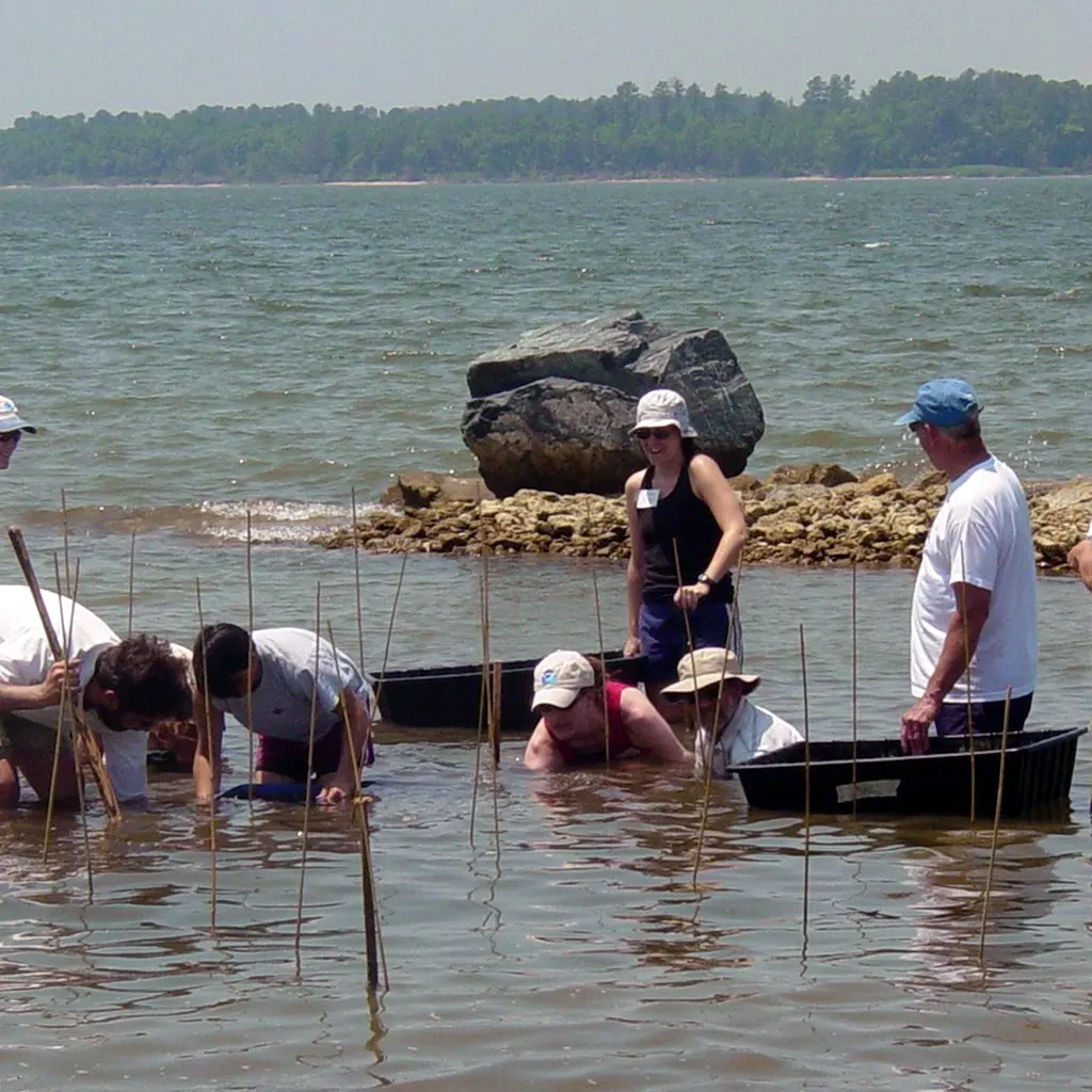Volunteers wading in shallow water while planting underwater grass for a shoreline restoration.