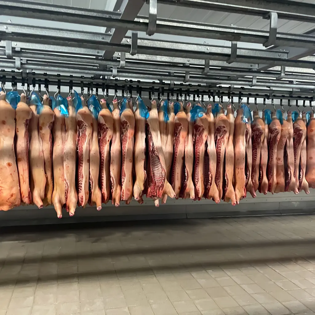 Rows of pork sides hanging from overhead rails in a refrigerated meat-storage room.