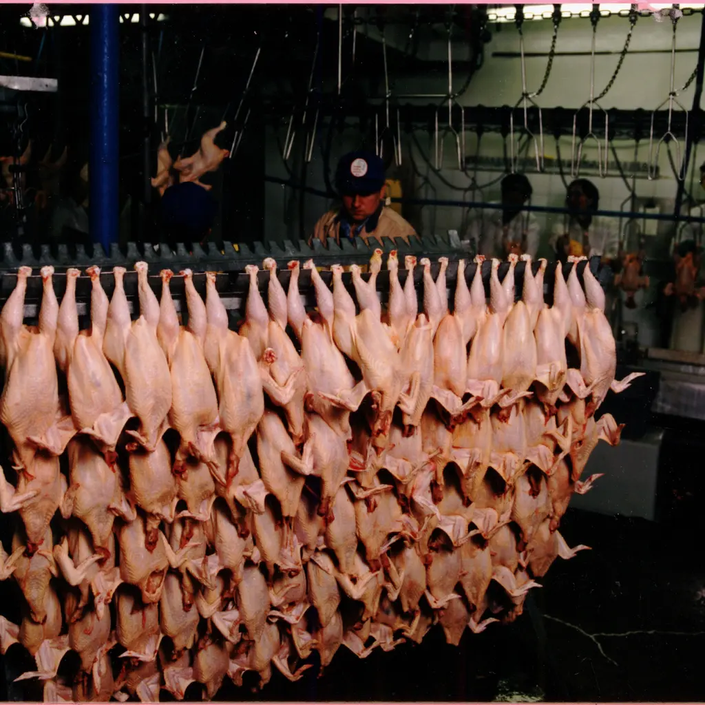 Rows of dressed poultry hanging on a processing line while an inspector works behind them.