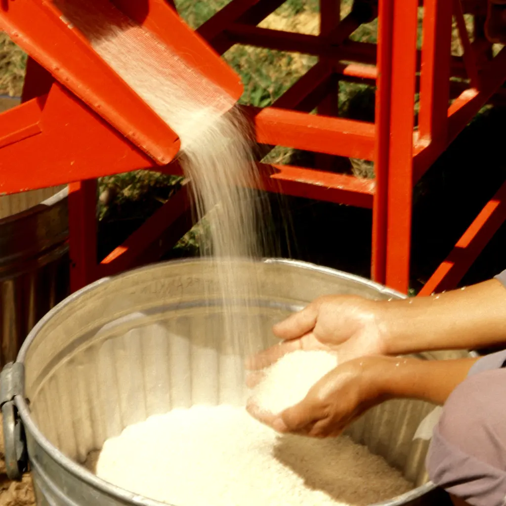 Milled rice pouring from an orange mill chute into a metal basin as a worker gathers a sample.