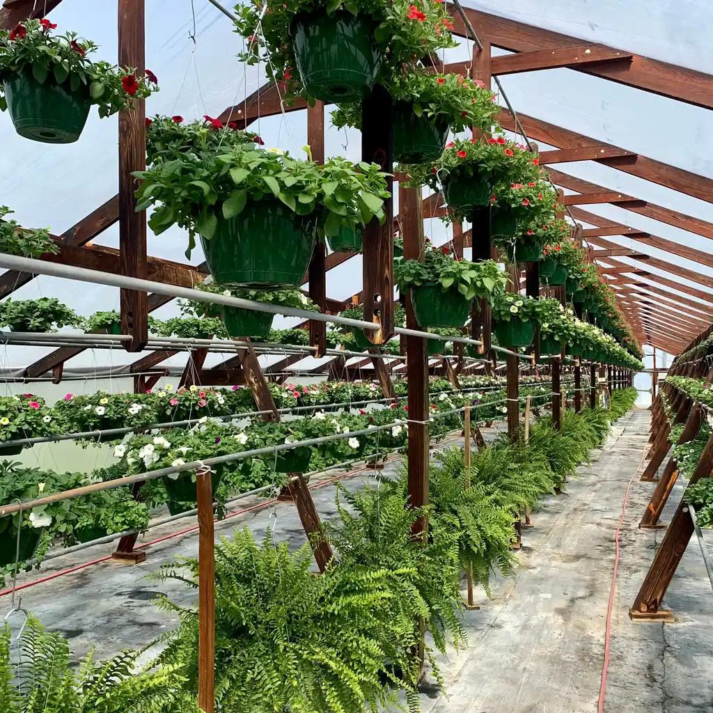 Potted flowering plants and ferns line the racks and hanging rails of a greenhouse.