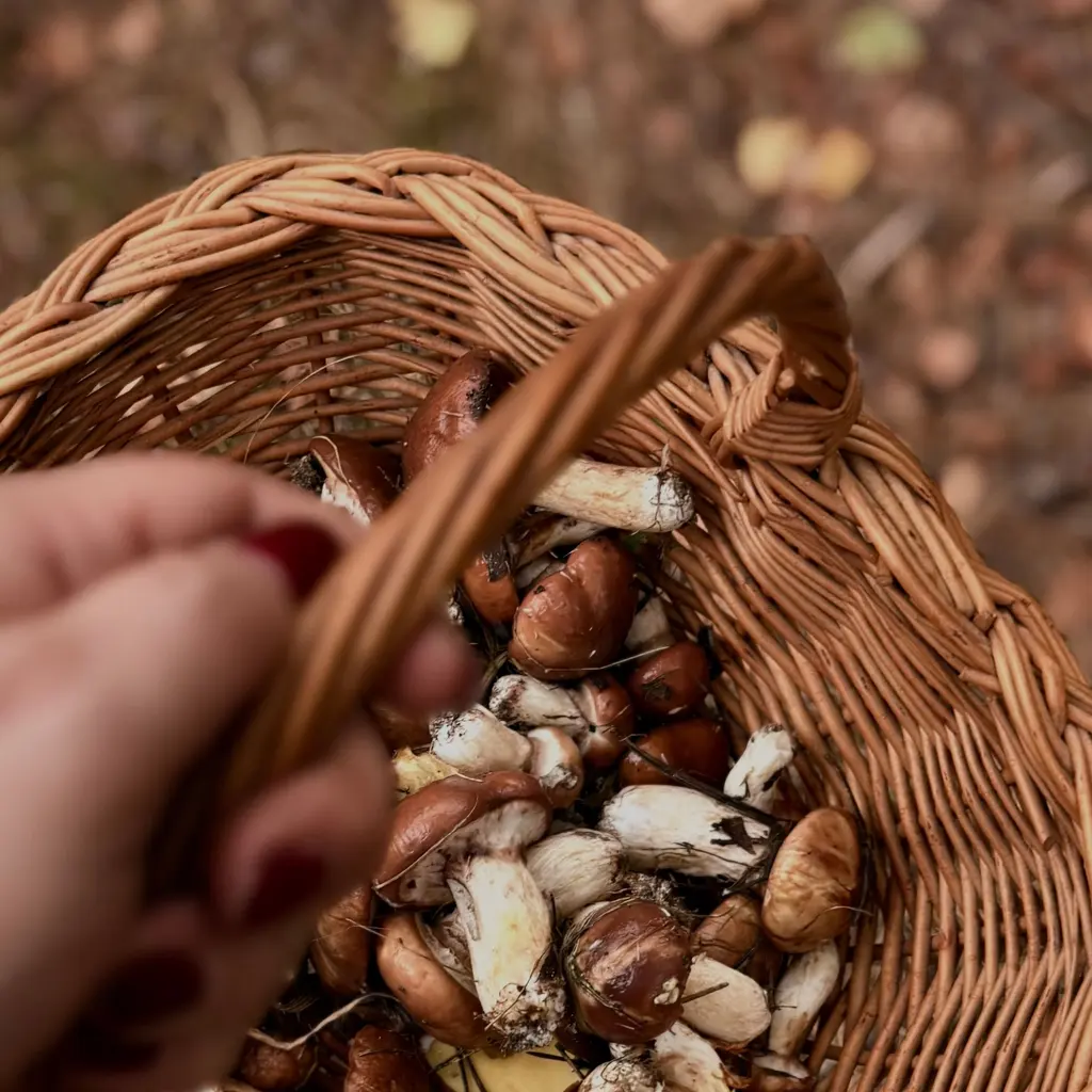 A hand carries a basket of wild mushrooms over a leaf-covered forest floor.