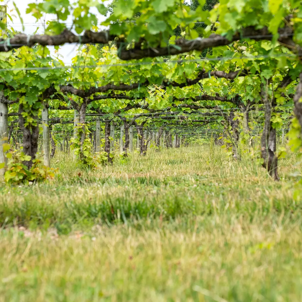 Grapevines extend along trellis wires above grassy vineyard rows.