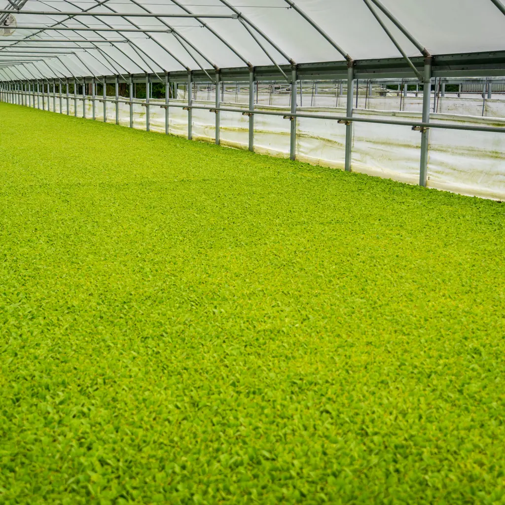 Young plants fill a greenhouse beneath a metal frame and translucent roof.