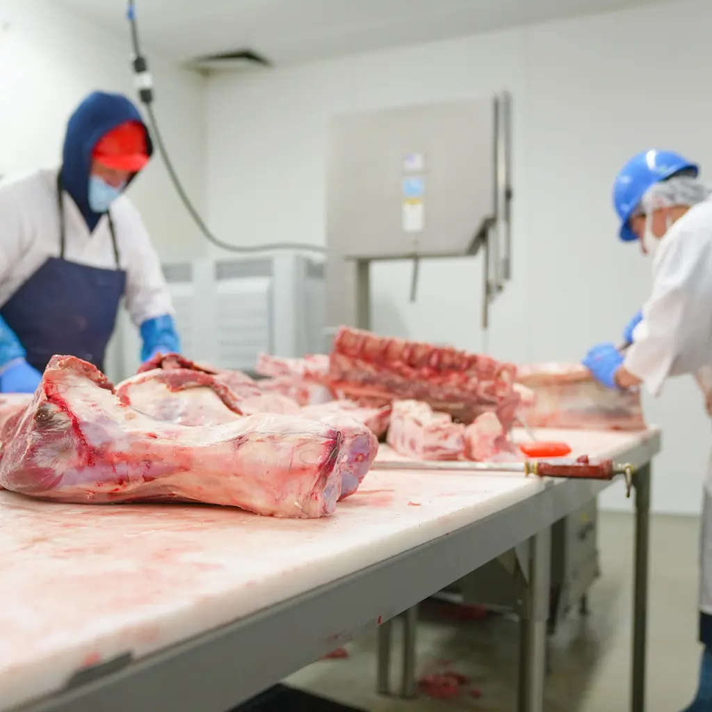 Workers cutting large sections of meat on stainless steel tables in a processing room.