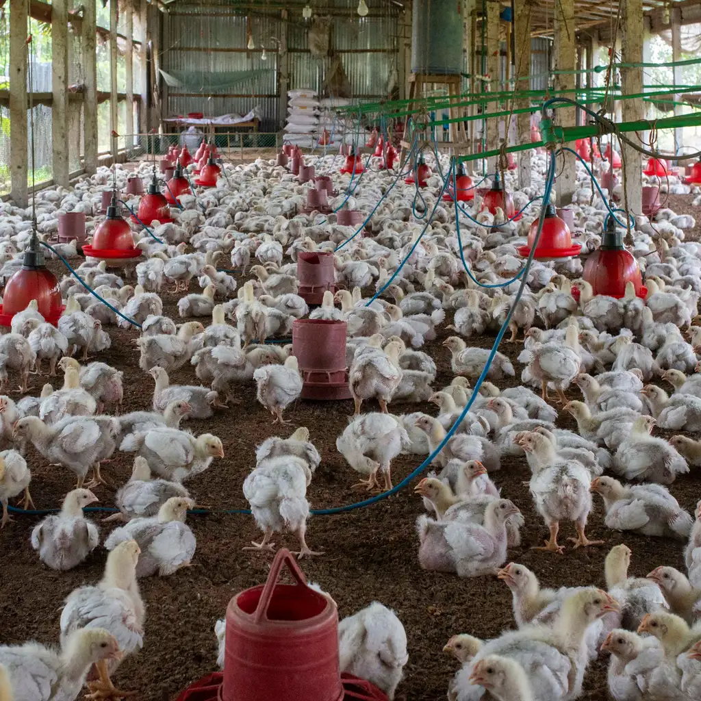 Broiler chickens around rows of feeders and drinkers inside a poultry house.