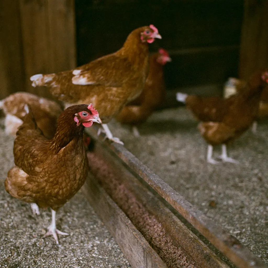 Brown laying hens walking beside a feed trough inside a poultry house.
