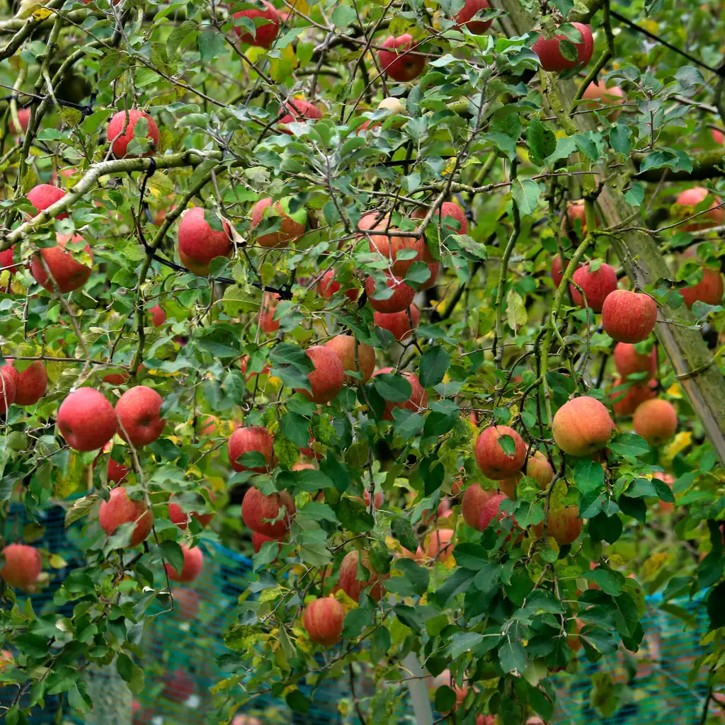 Red apples growing on supported branches in an orchard.