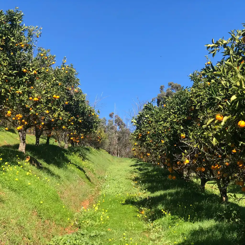 Rows of orange trees bearing fruit flank a grassy grove aisle.