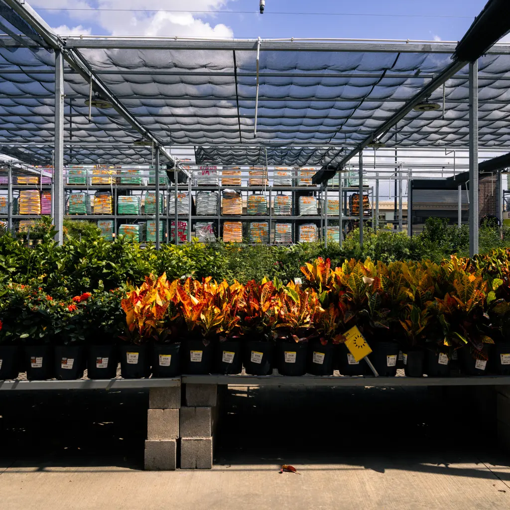 Rows of potted plants under shade cloth in an outdoor garden-center display.