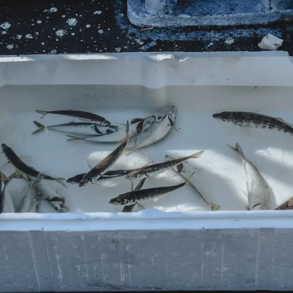 Fresh fish packed with ice inside an insulated seafood box.