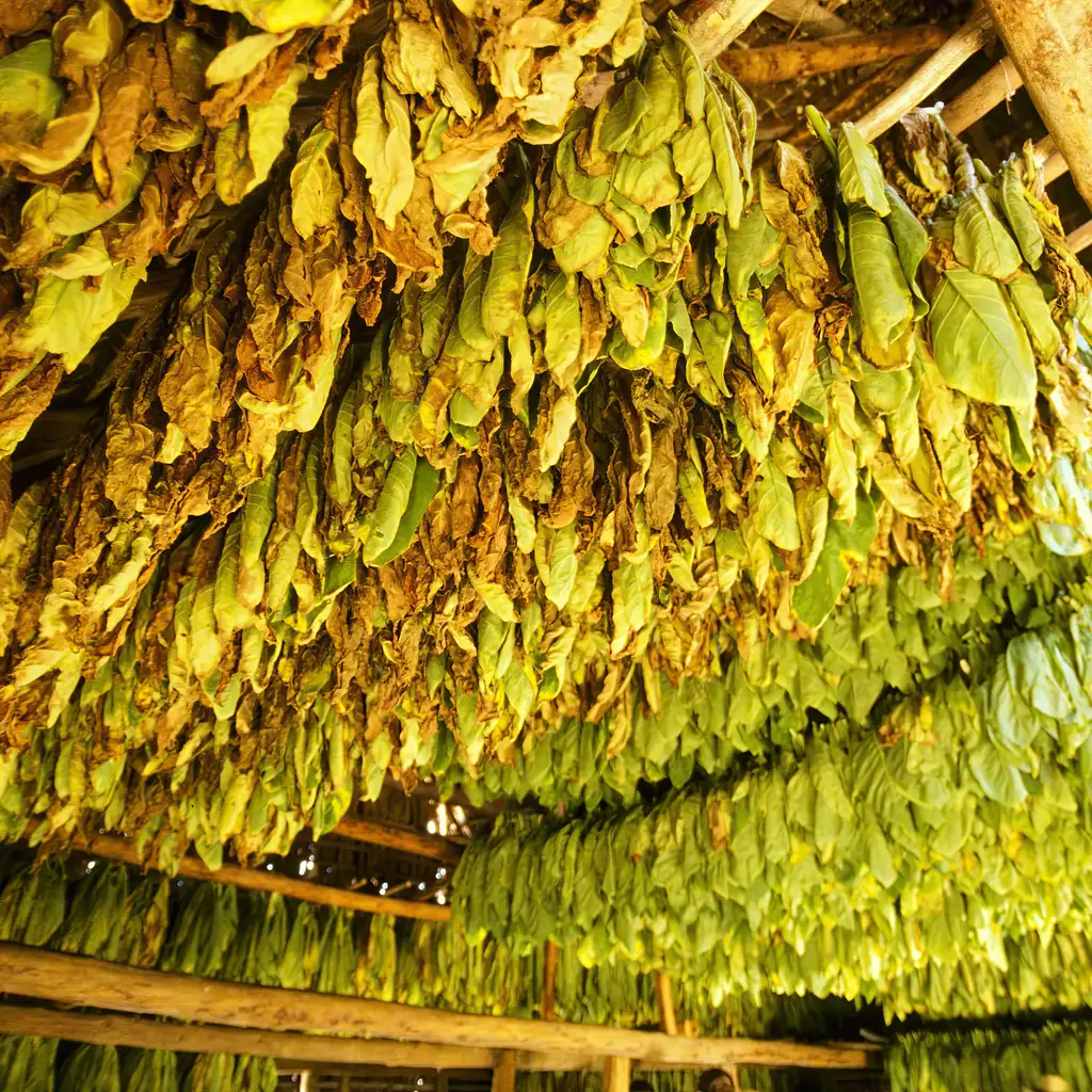 Rows of tobacco leaves hanging from wooden rails inside a drying barn.