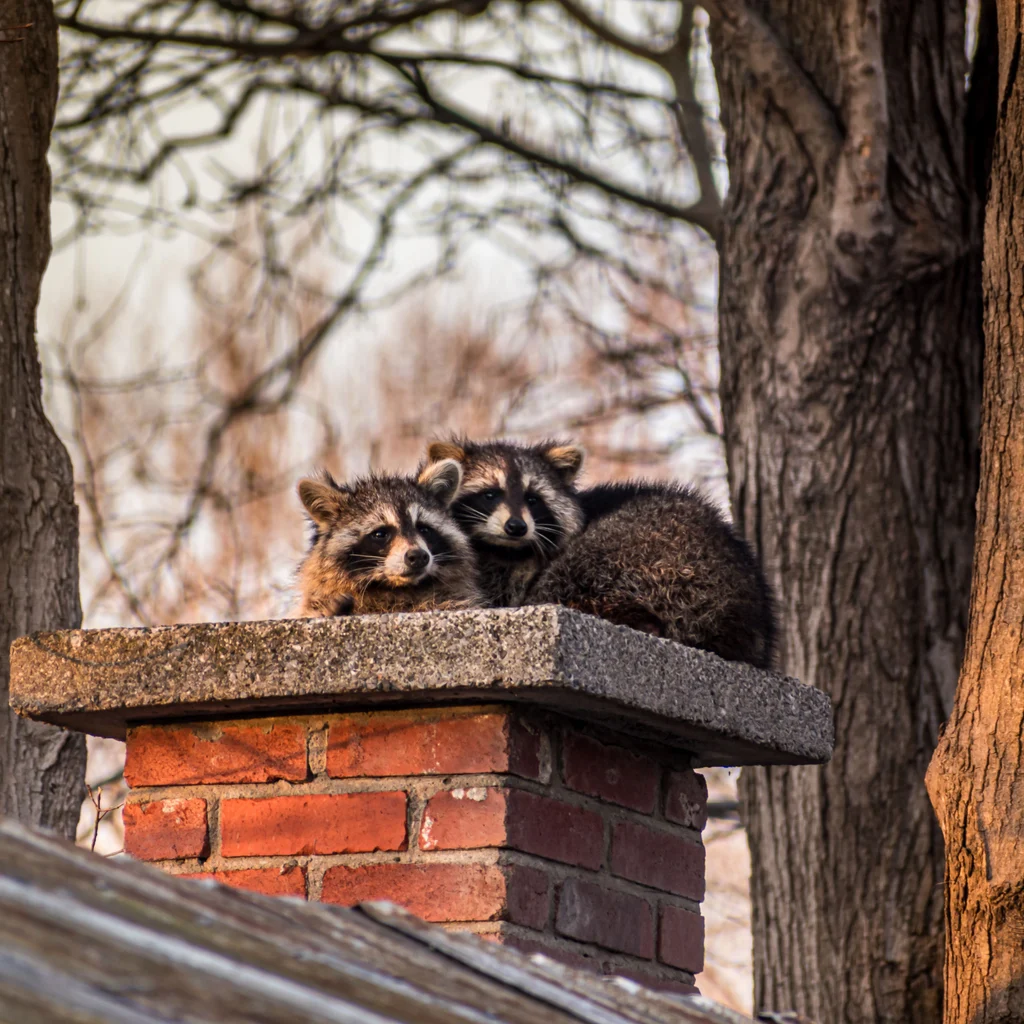 Two raccoons resting on a brick chimney above a roof.