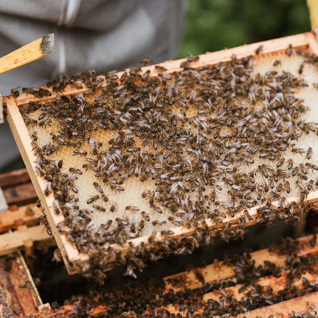A bee-covered honeycomb frame held above the open racks of a managed beehive.