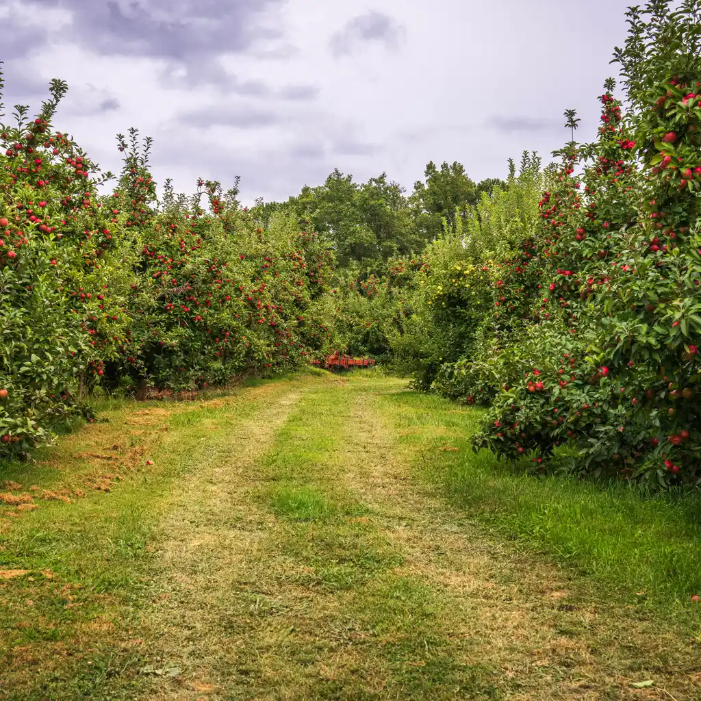 Rows of apple trees laden with red fruit border a grassy access lane in an orchard.