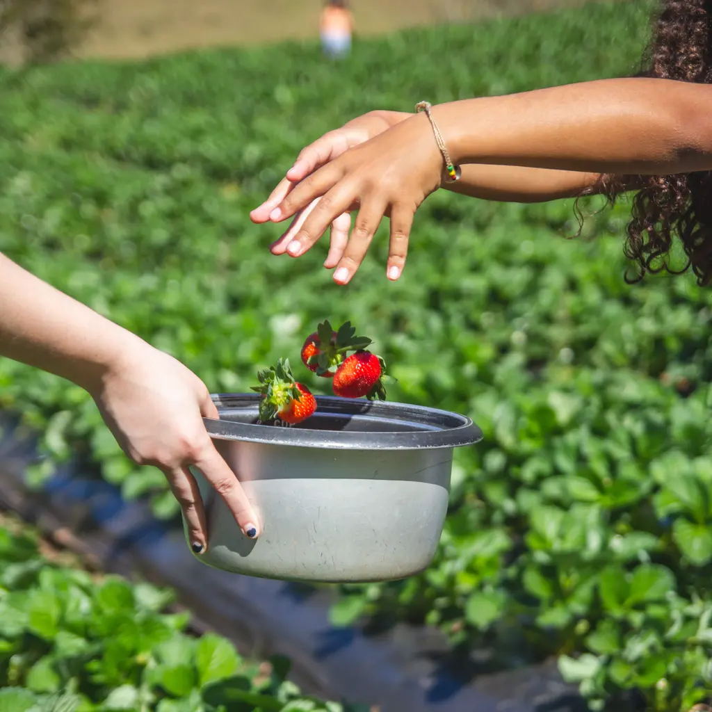 Hands collecting ripe strawberries in a bowl above cultivated strawberry rows.