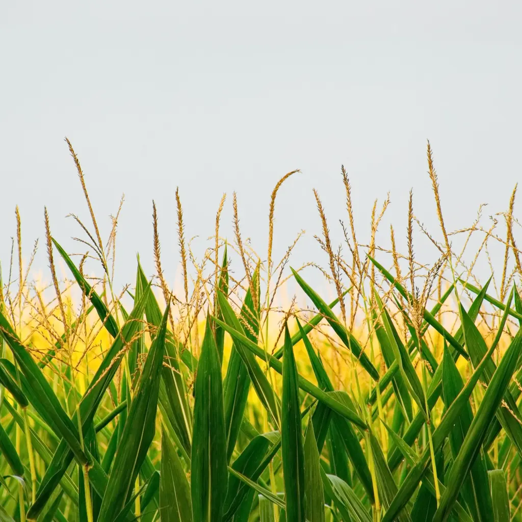 Corn plants with broad green leaves and tassels in a field.