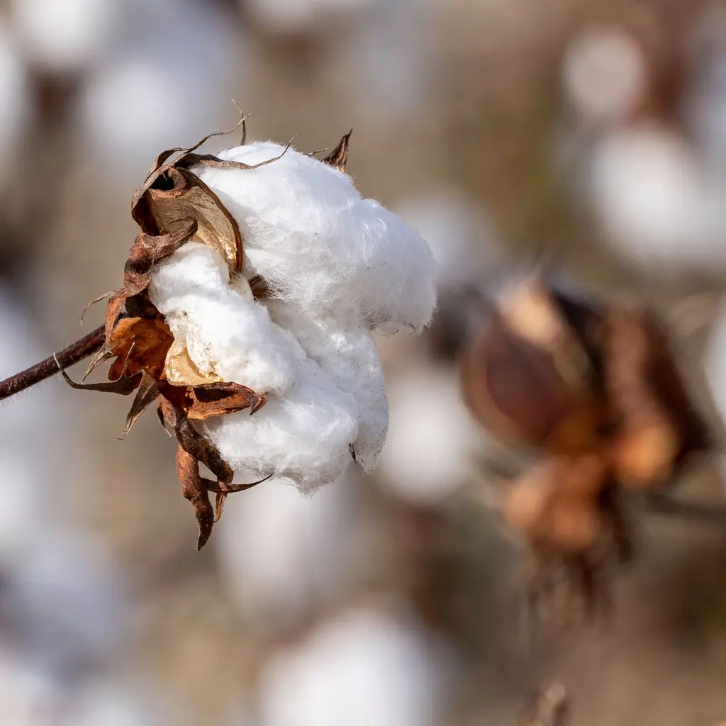 An open cotton boll attached to its stem among other cotton plants.