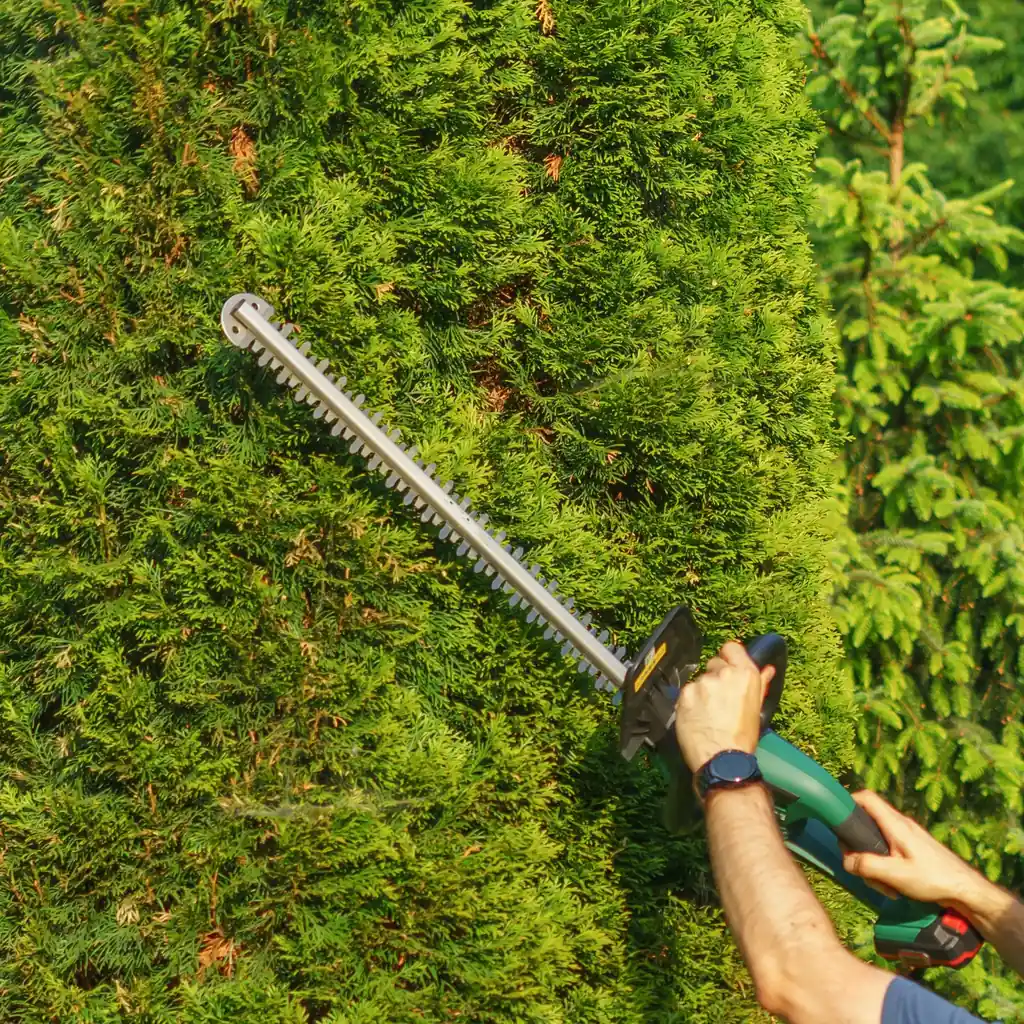 Hands guiding a power hedge trimmer against an evergreen hedge.