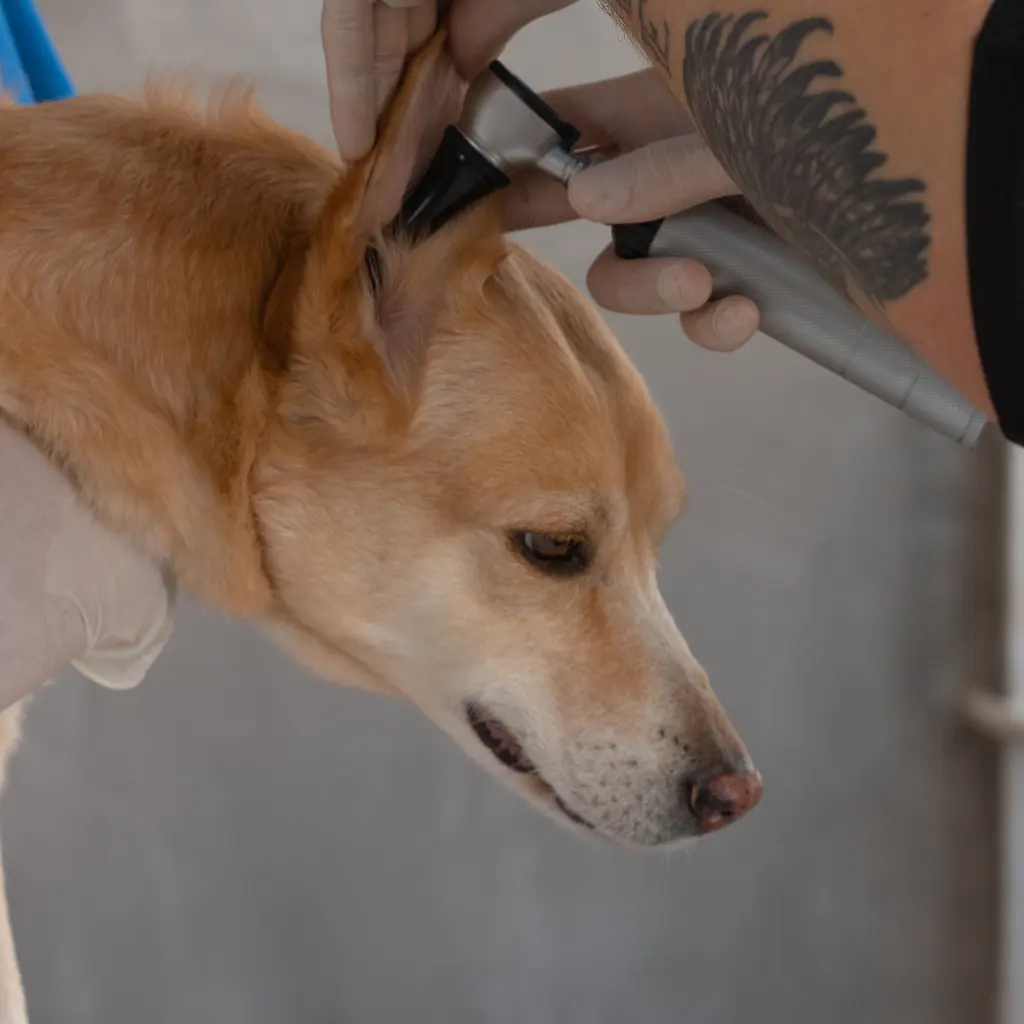 Gloved hands use an otoscope to examine a dog's ear at a veterinary clinic.
