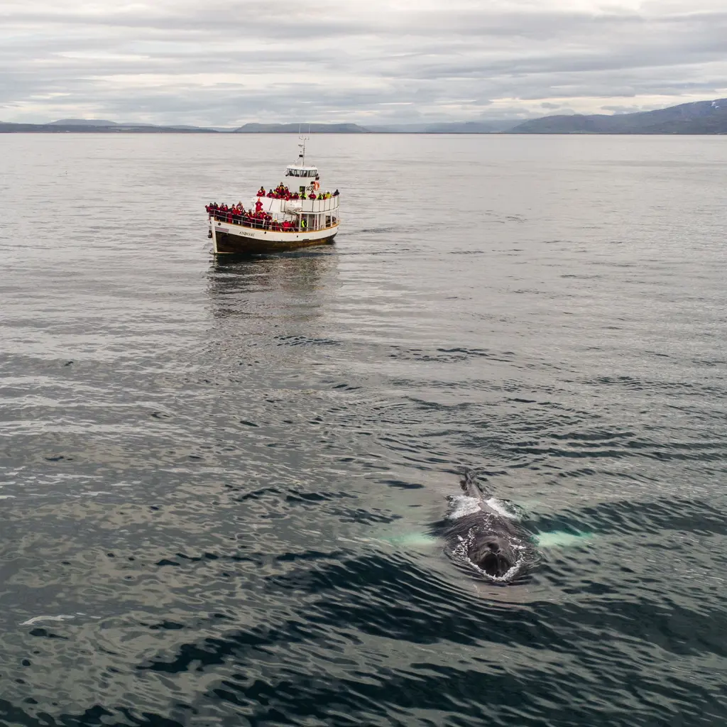 Passengers aboard a tour boat watching a whale.