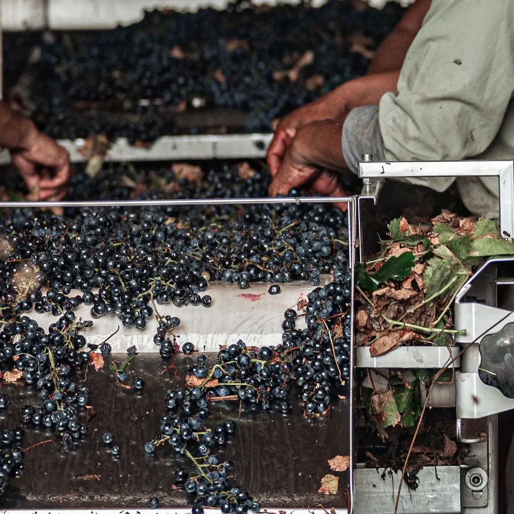 Workers' hands sort dark grapes on a winery's stainless-steel processing table.