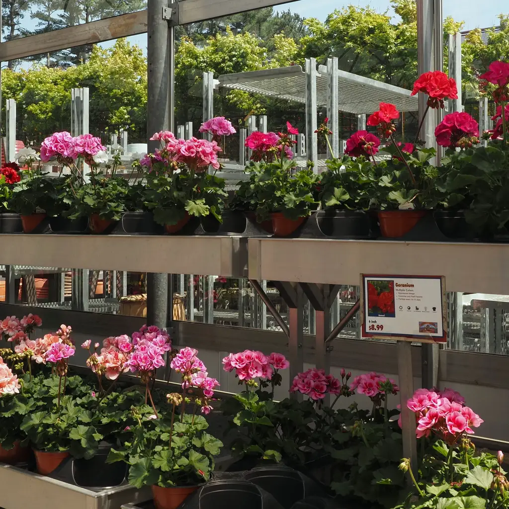 Potted geraniums fill two display benches inside a garden-center greenhouse.