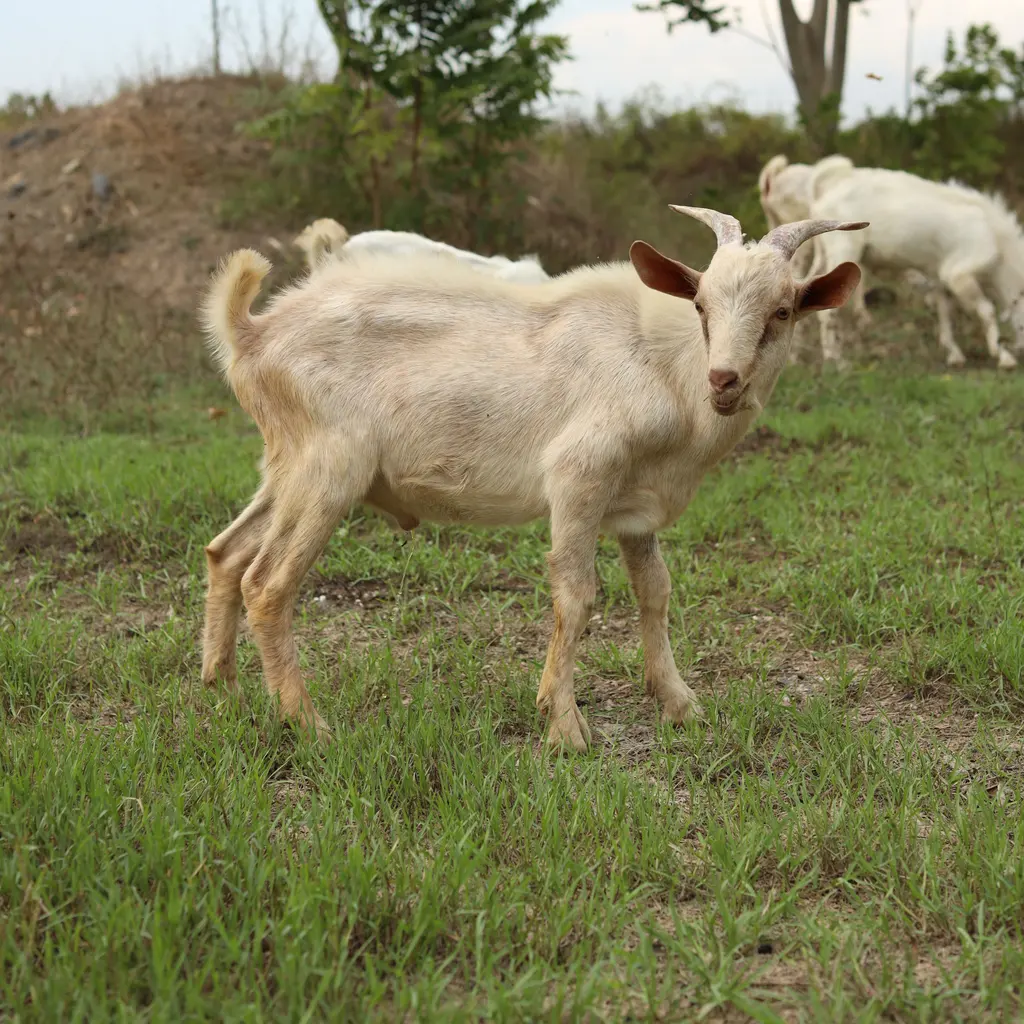 A white goat standing in grassy pasture with other goats behind.