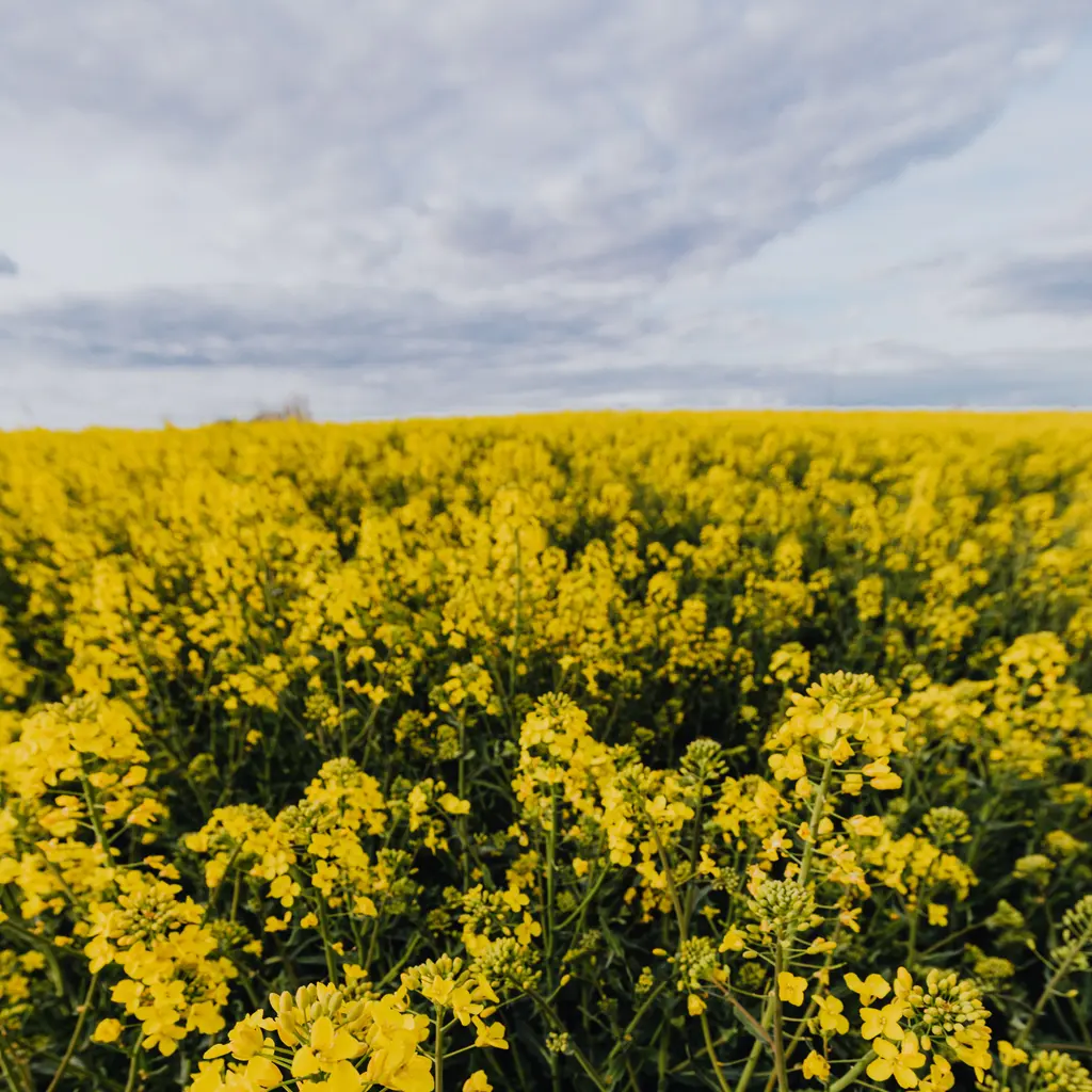 A flowering rapeseed field beneath a cloudy sky.