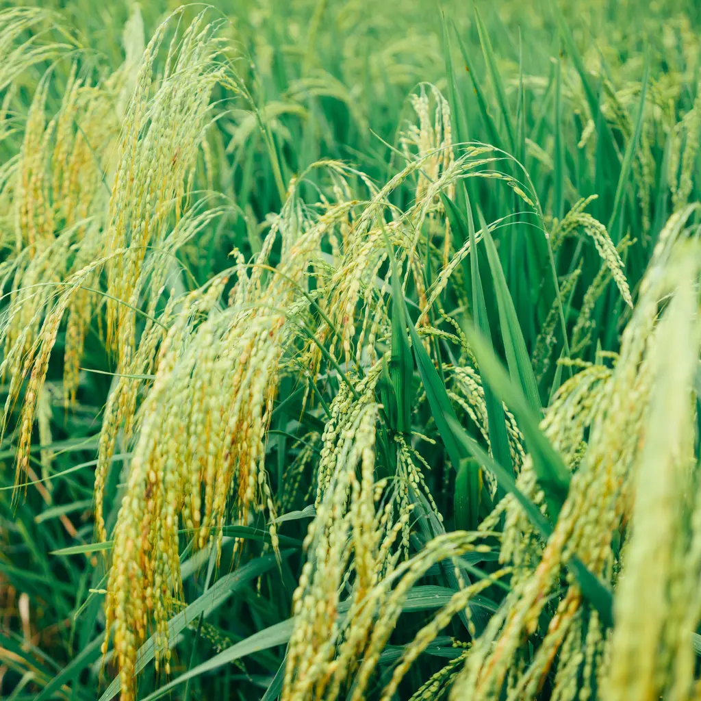 Rice panicles bearing grain among green leaves in a field.