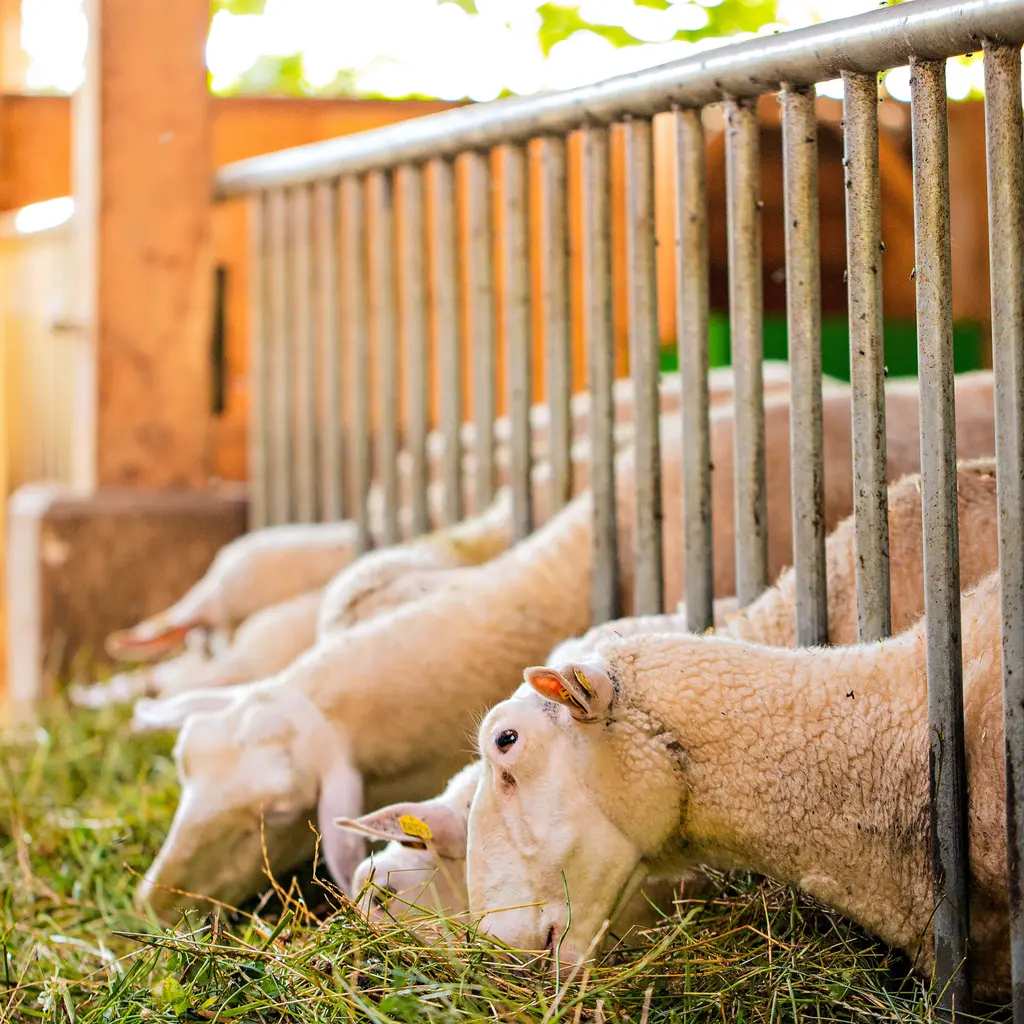 Sheep feeding on cut forage through a barn feeding rail.