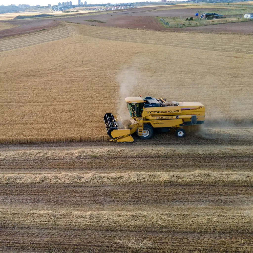 A combine harvesting a golden cereal field beside cut stubble and straw rows.