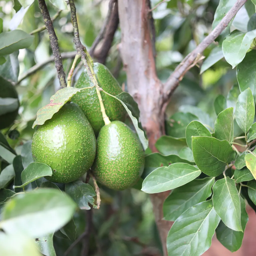 Green avocados growing together on a leafy tree branch.