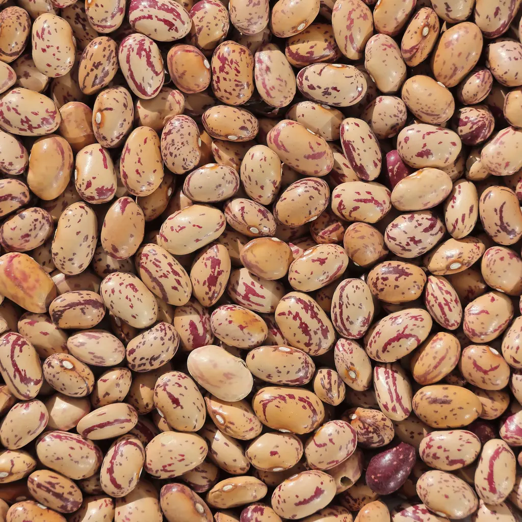 A close view of dry pinto beans with mottled skins.