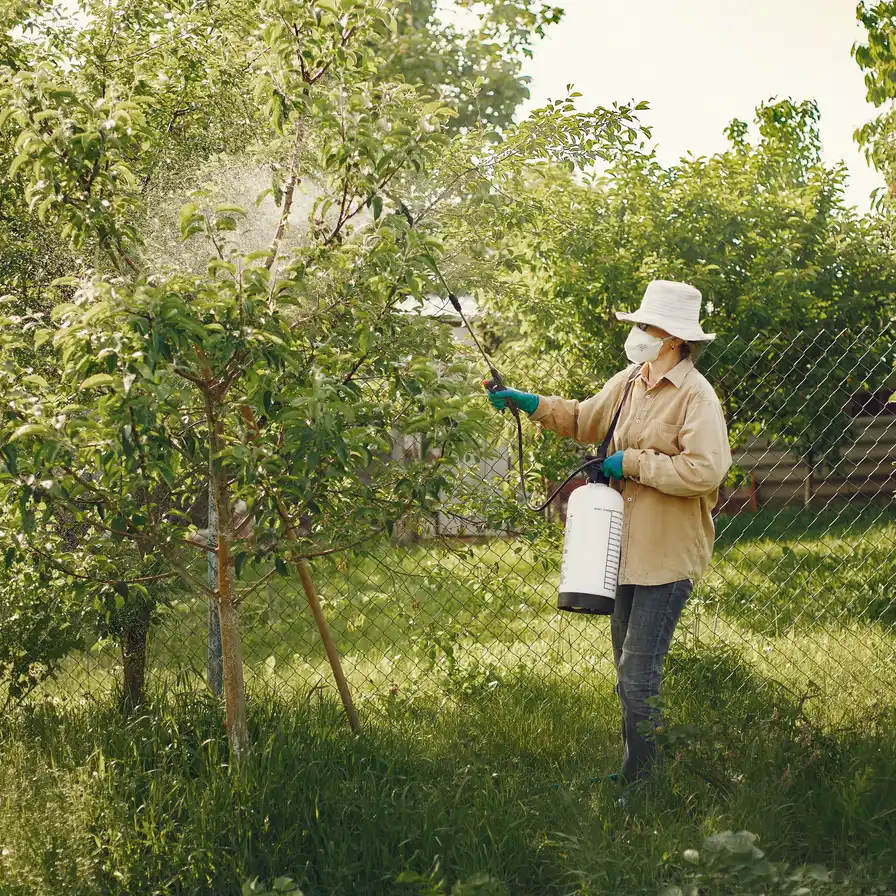 A gloved worker using a pressure sprayer on garden trees.