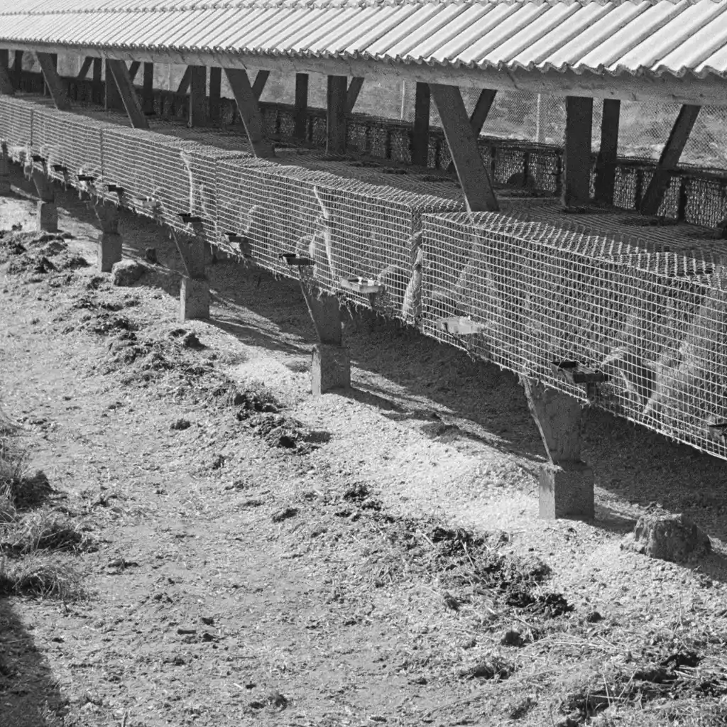 Rows of wire animal enclosures beneath a long shelter at a fur farm.