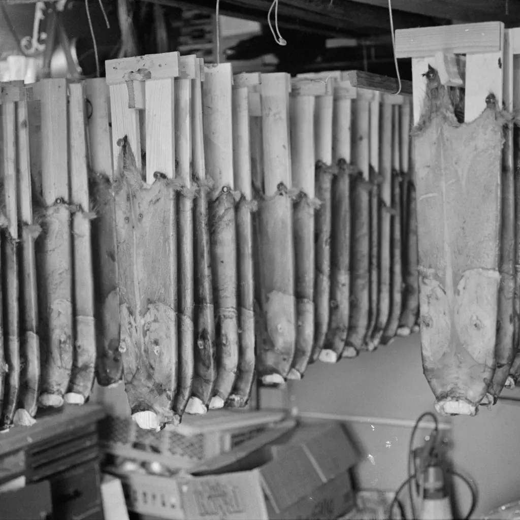 Prepared muskrat pelts drying in rows on wooden stretchers.