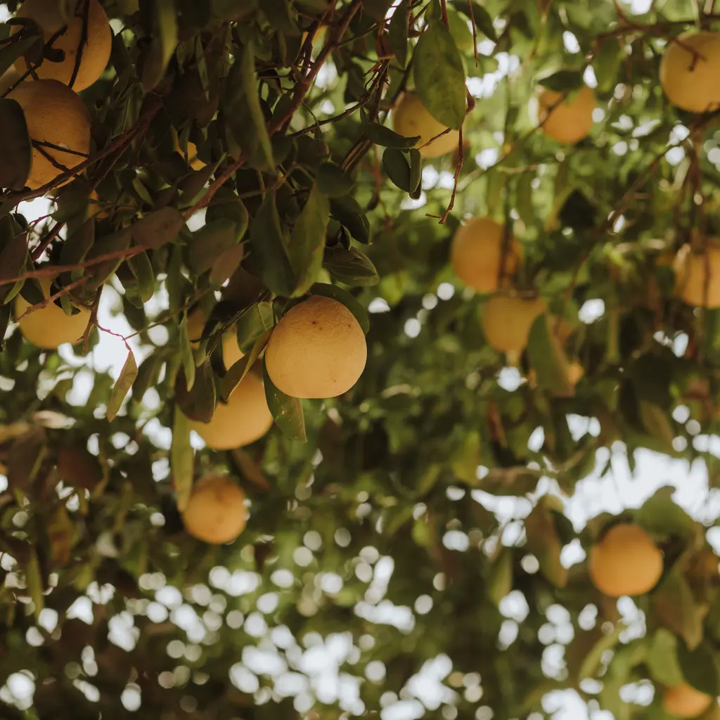 Ripe yellow grapefruit hanging beneath leafy branches.