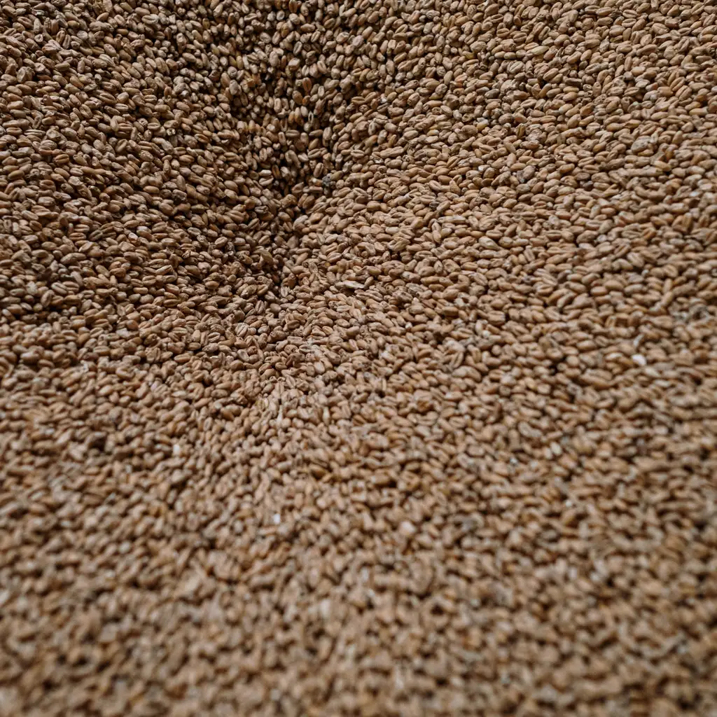 Malted barley grains in close-up.
