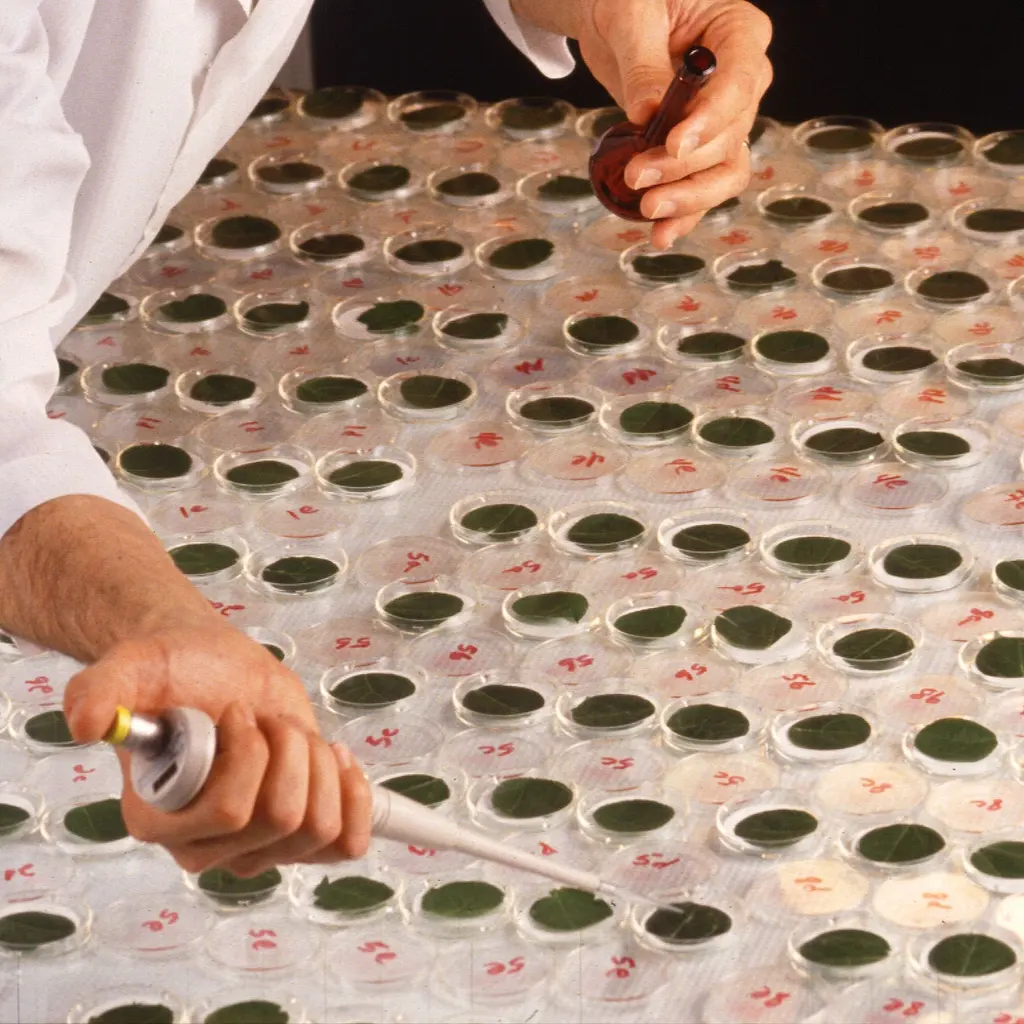 A pipette applying liquid to leaf samples arranged in a laboratory tray.